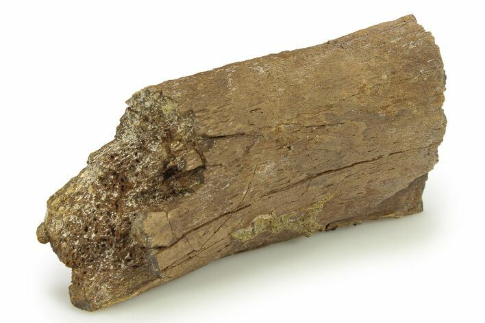 Dinosaur Bone Section - Wyoming #283708